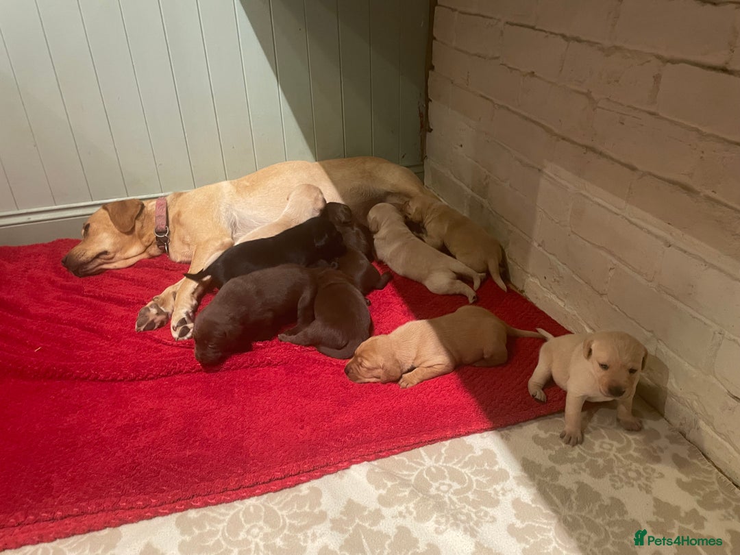 Labrador Retriever dogs for sale: Labrador retriever puppies  - Image 16