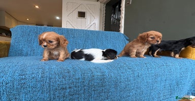 Cavalier King Charles Spaniel dogs - Advert 1