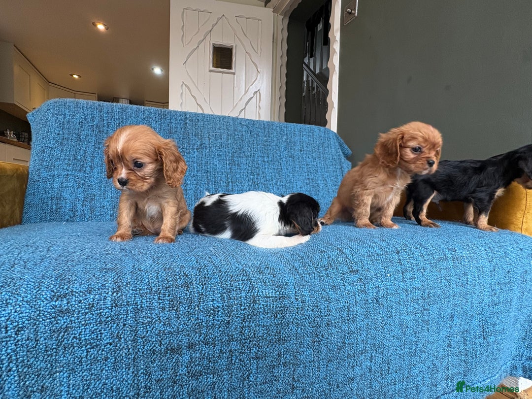 Cavalier King Charles Spaniel dogs for sale: 3 male 1 female cavalier King Charles pups - Image 2