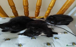 Domestic Shorthair cats for sale: kittens - Image 5