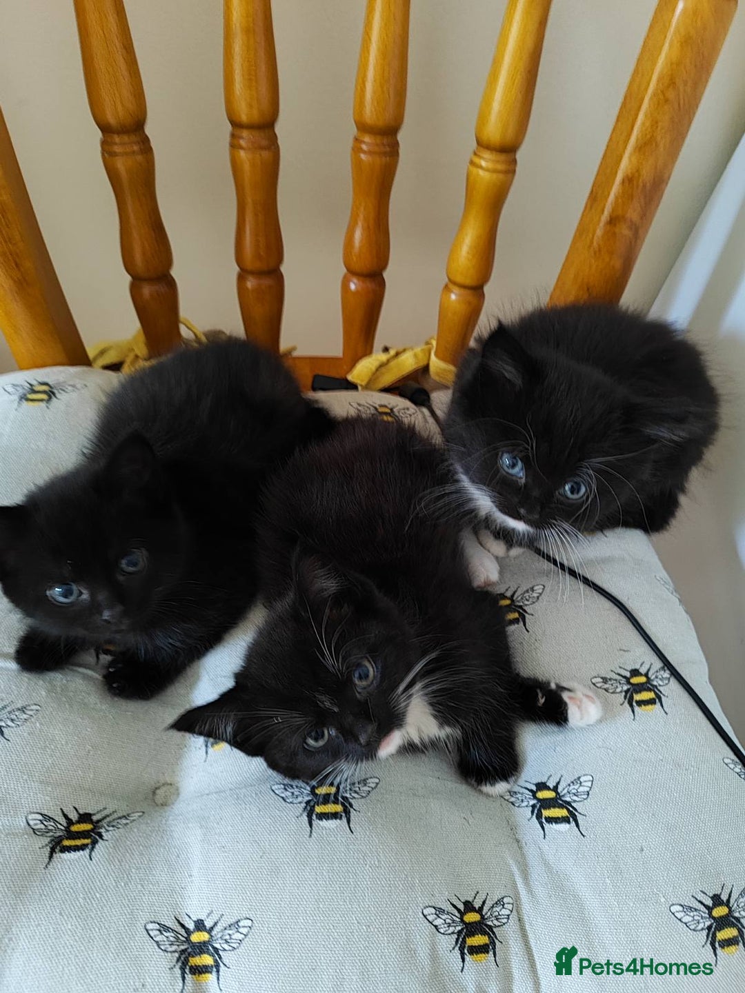 Domestic Shorthair cats for sale: kittens - Image 5
