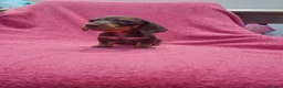 Miniature Dachshund dogs for sale: Quality Miniature Dachshund Puppies  - Advert 9