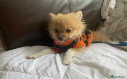 Pomeranian dogs for sale: Beautiful Pomeranian puppiesREDUCED  - Image 12