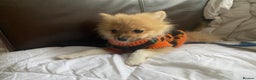 Pomeranian dogs for sale: Beautiful Pomeranian puppiesREDUCED 1kg  - Advert 12