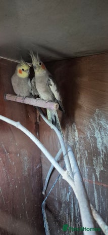 Cockatiels birds - Advert 11
