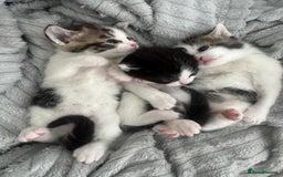 Domestic Shorthair cats for sale: Unique & Precious Kittens Seeking Forever Homes - Image 13