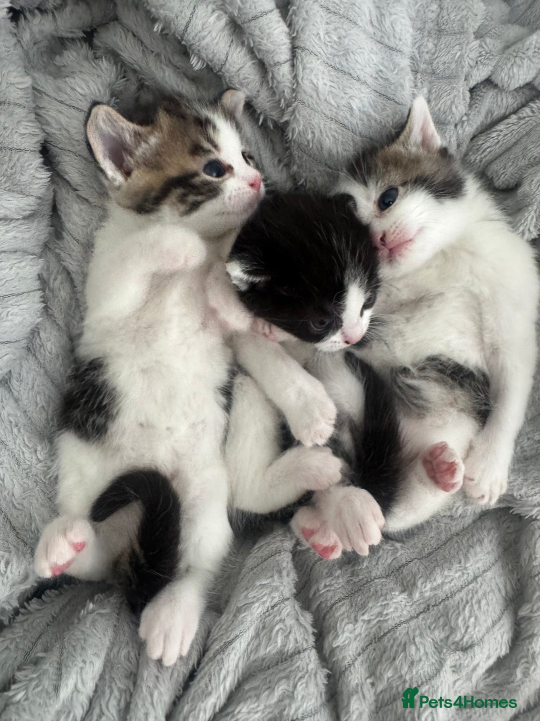 Domestic Shorthair cats for sale: Unique & Precious Kittens Seeking Forever Homes - Image 13