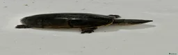 Turtle reptiles for sale: Musk turtles with full set - Advert 4