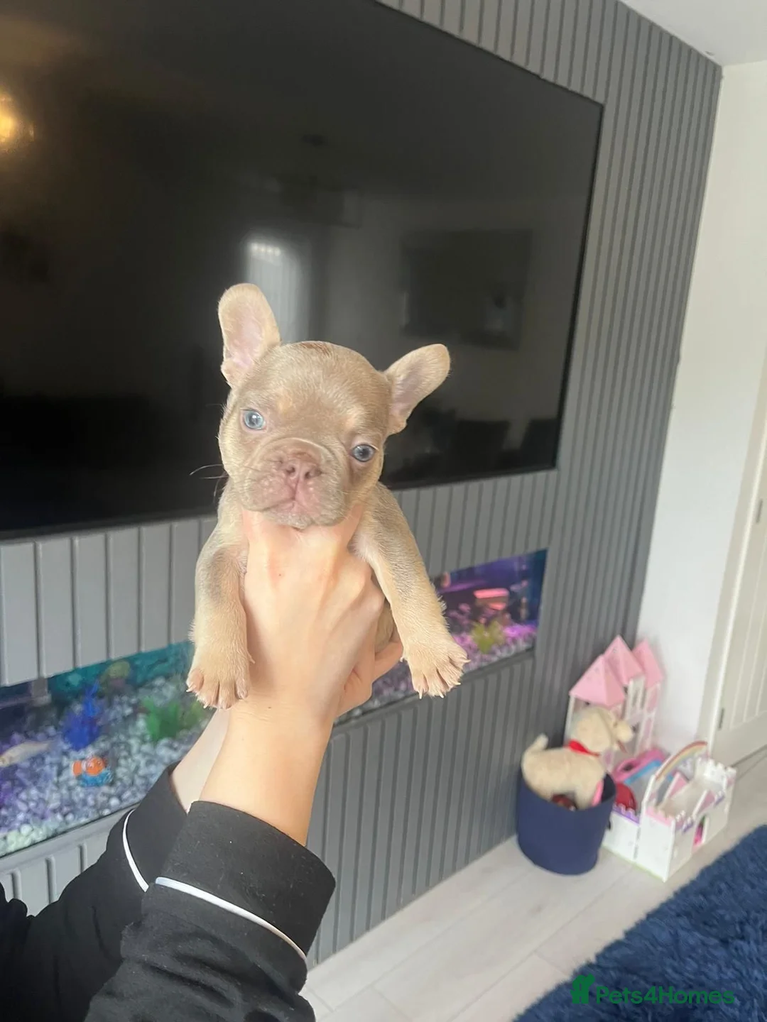 French Bulldog dogs for stud: Stunning blue merle 2year old stud - PROVEN in Lichfield - Advert 25