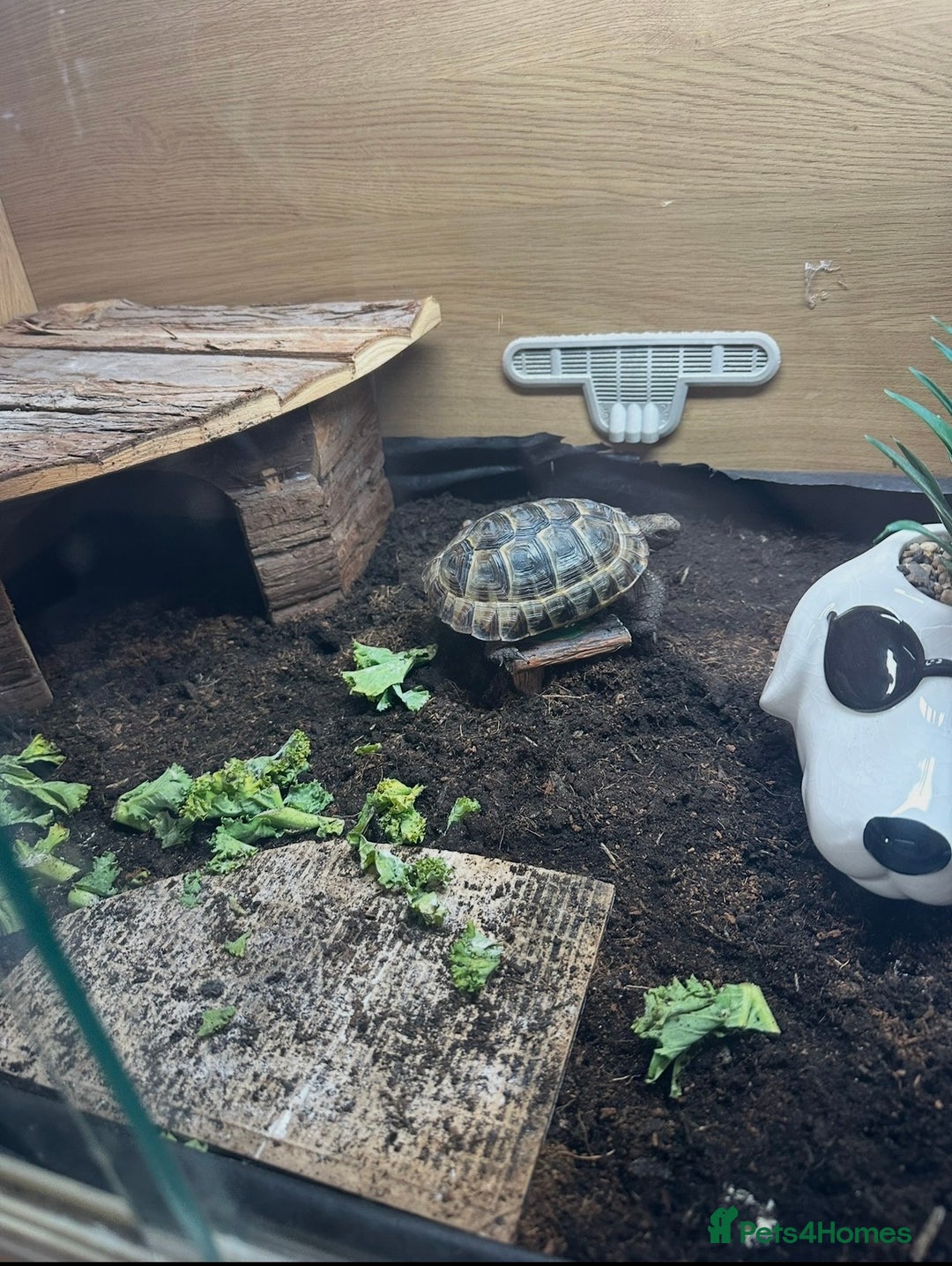 Tortoise reptiles for sale: Spur-thighed tortoise looking for loving home - Advert 4