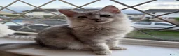 Maine Coon cats for sale: Majestic Maine coon Kittens - Advert 4