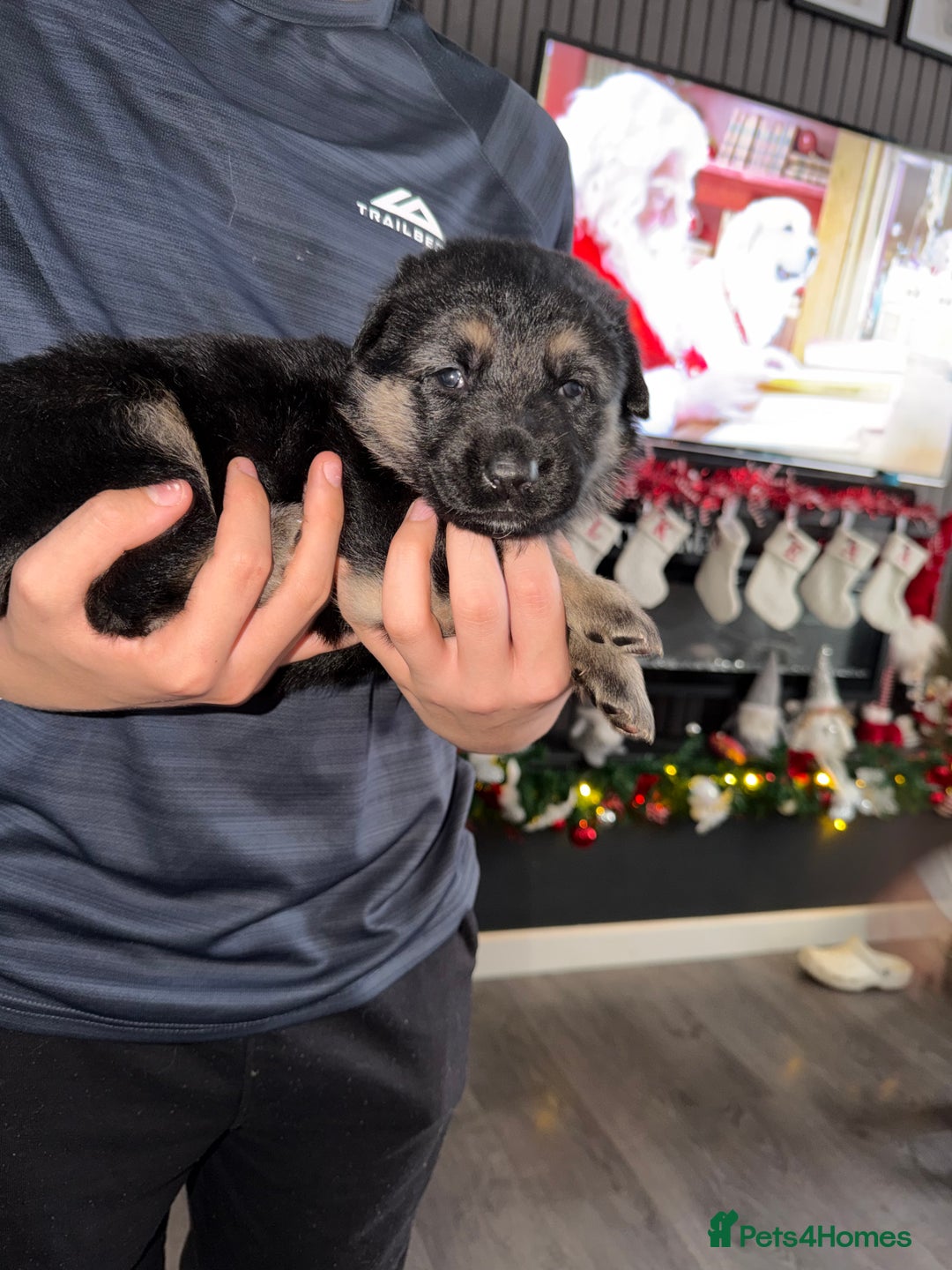 German Shepherd dogs for sale: Beautiful German Shepard puppies  - Advert 15