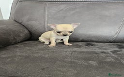 Chihuahua dogs for sale: Chihuahua for sale  - Image 22