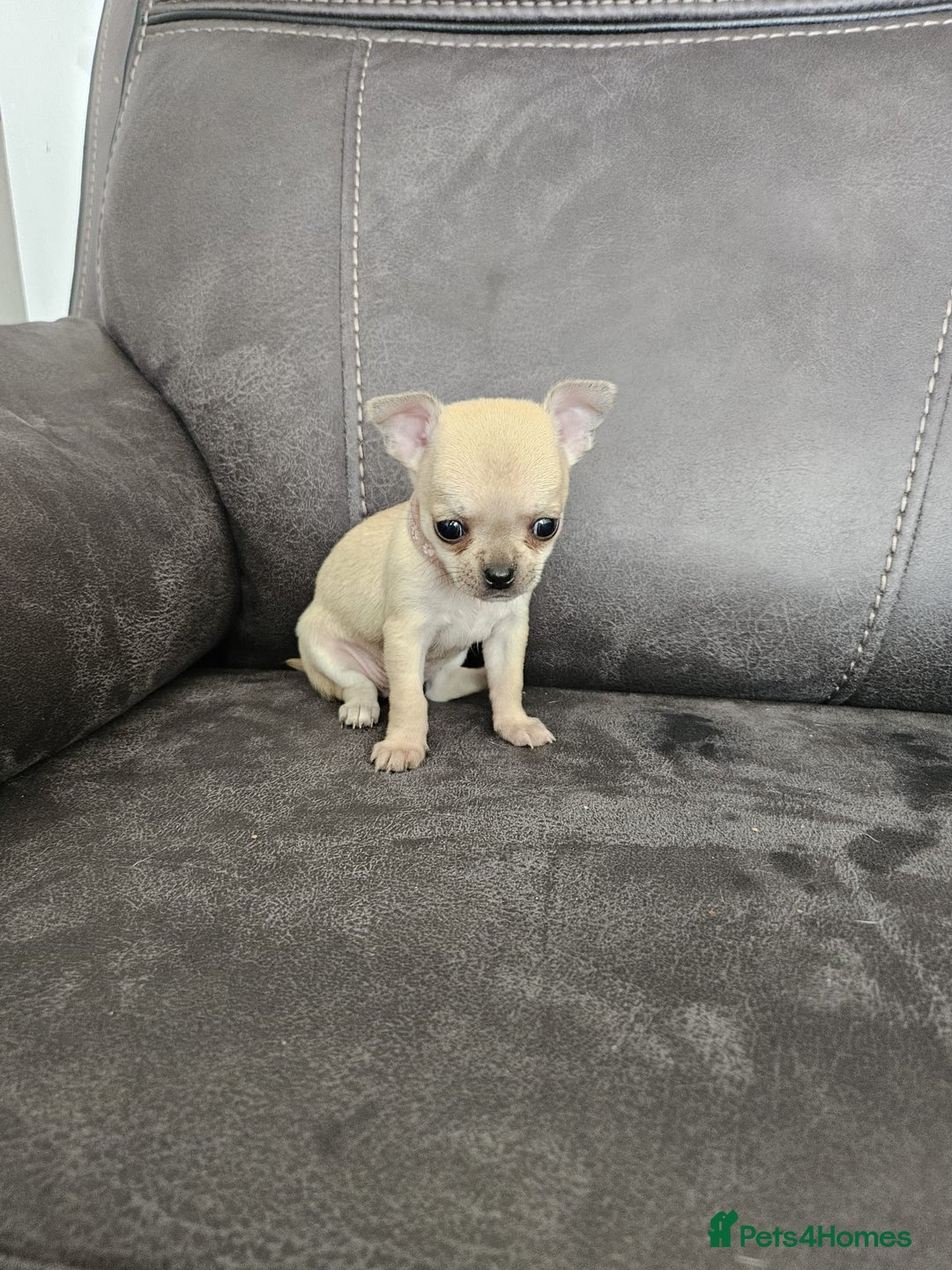 Chihuahua dogs for sale: Chihuahua for sale  - Image 22