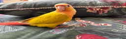 Conures birds for sale: Stunning baby conures for sale - Advert 8