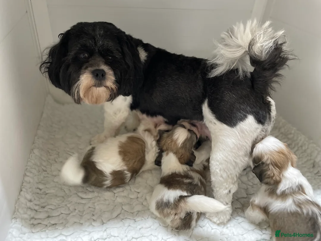 Lhasa Apso dogs for sale: Lhasa Apso male pup - Advert 4