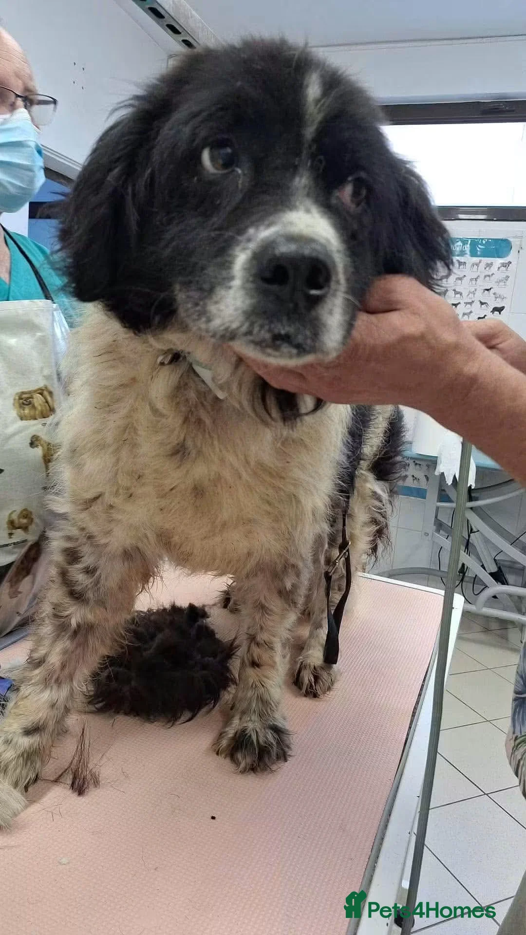 Mixed Breed dogs for adoption: 💙🐾 Could Fred finally get a happy ending  - Advert 1