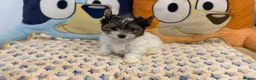 Biewer Terrier dogs for sale: Last miniature girl Biewer terrier in Nottingham - Advert 5