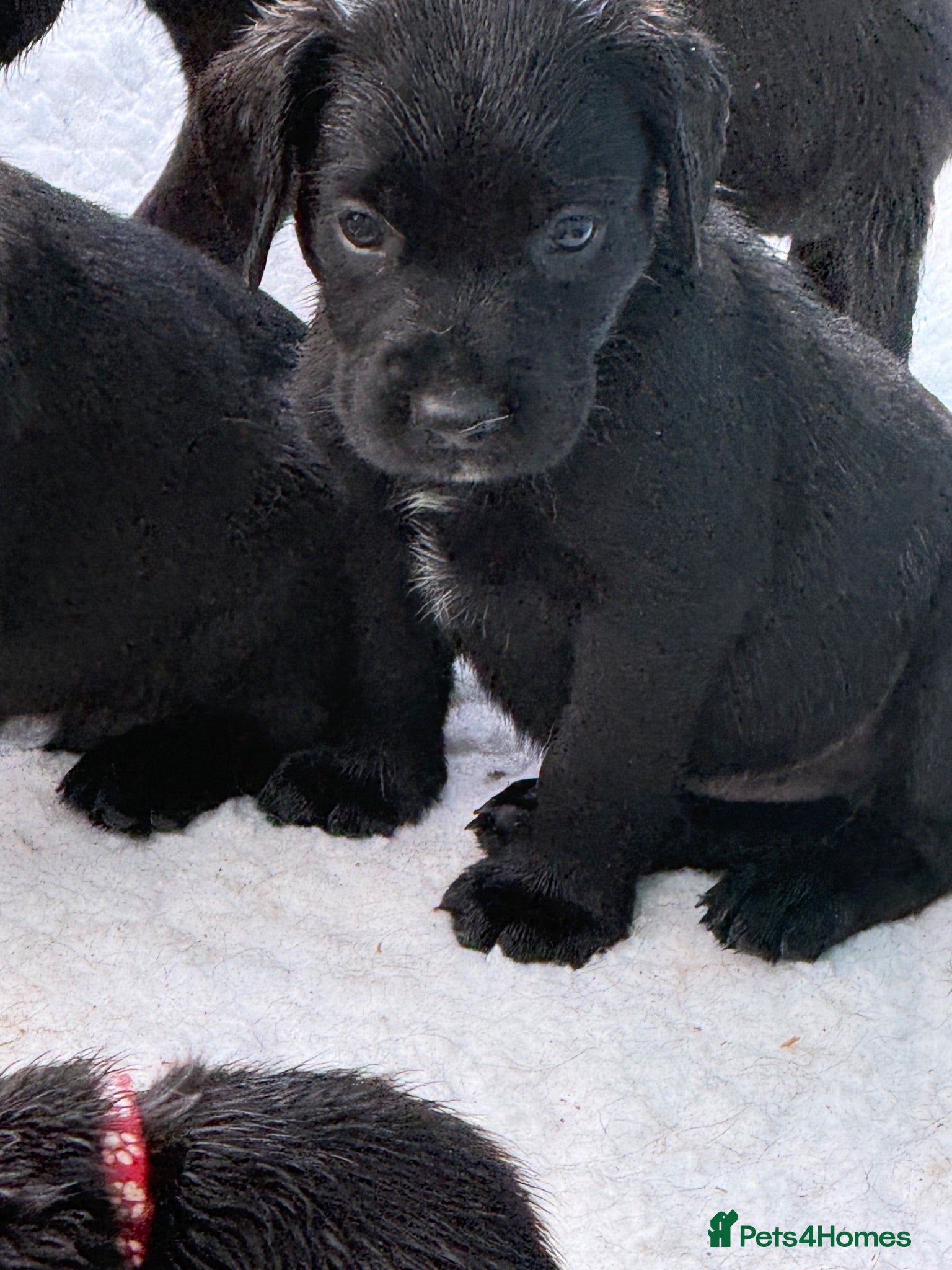 Springador dogs Beautiful Springador Puppies  - Advert 1