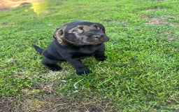Labrador Retriever dogs for sale: Premium Labrador Puppies  - Image 6
