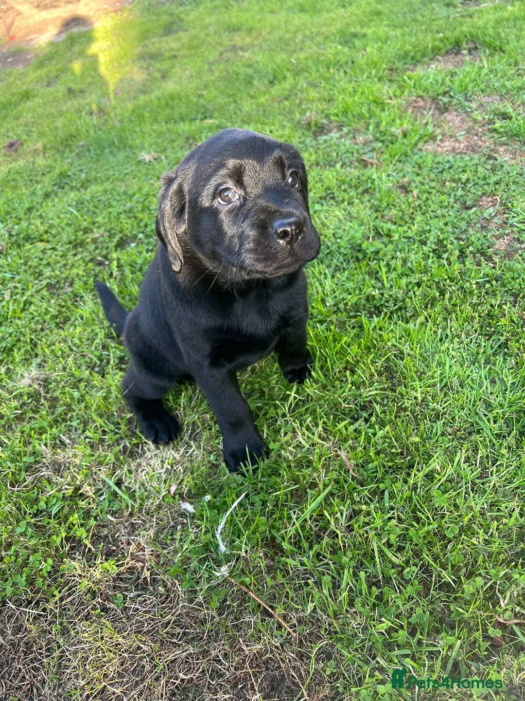 Labrador Retriever dogs for sale: Premium Labrador Puppies  - Image 6