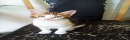 Mixed Breed cats for sale: Super adorable 😍😻 Mixed Bengal kittens 🤩 8w-6m - Advert 6
