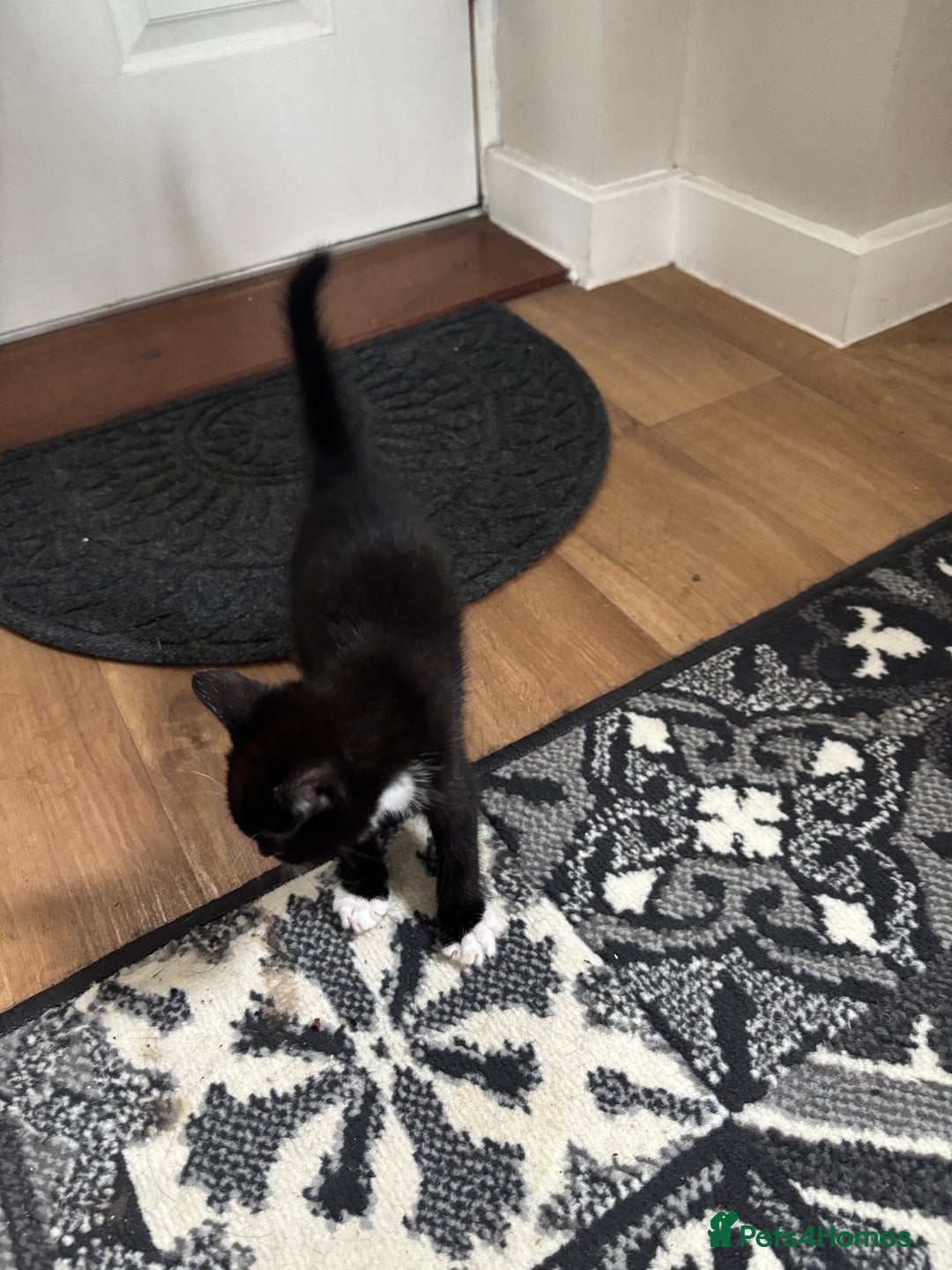 Mixed Breed cats for sale: Kittens ready for their new homes - Image 15