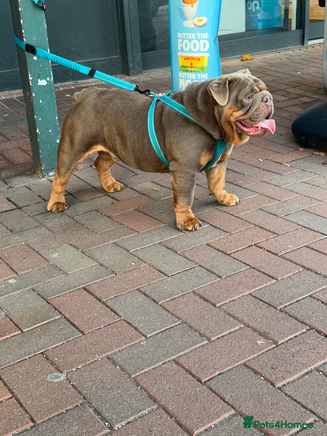 English Bulldog dogs for stud: full suited English bulldog stud well proven in Leicester - Advert 10