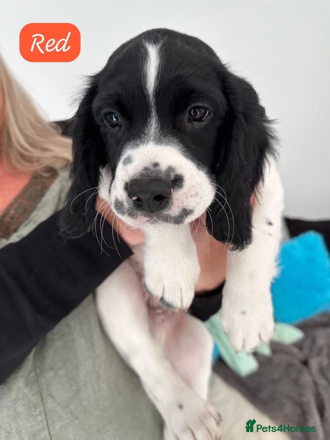 English Springer Spaniel dogs for sale: English Springer Spaniels - Advert 4