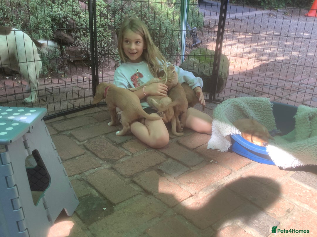 Cocker Spaniel dogs for sale: Stunning Top Working Cocker Spaniel Puppies - Image 13