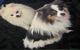 Pomeranian dogs for sale: Beautiful pom puppies -fully vaccinated  - Image 21