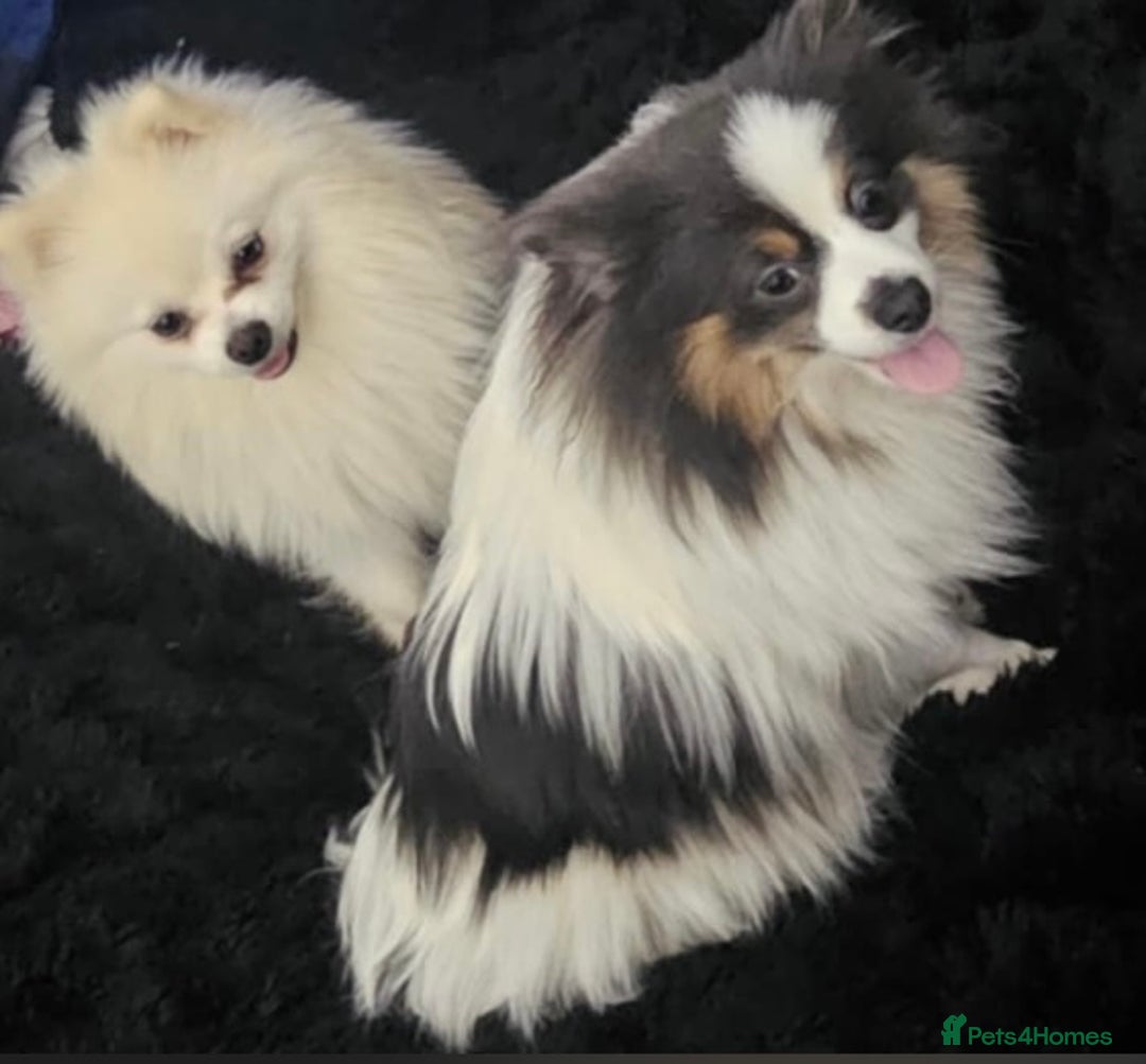 Pomeranian dogs for sale: Beautiful pom puppies -fully vaccinated  - Image 21