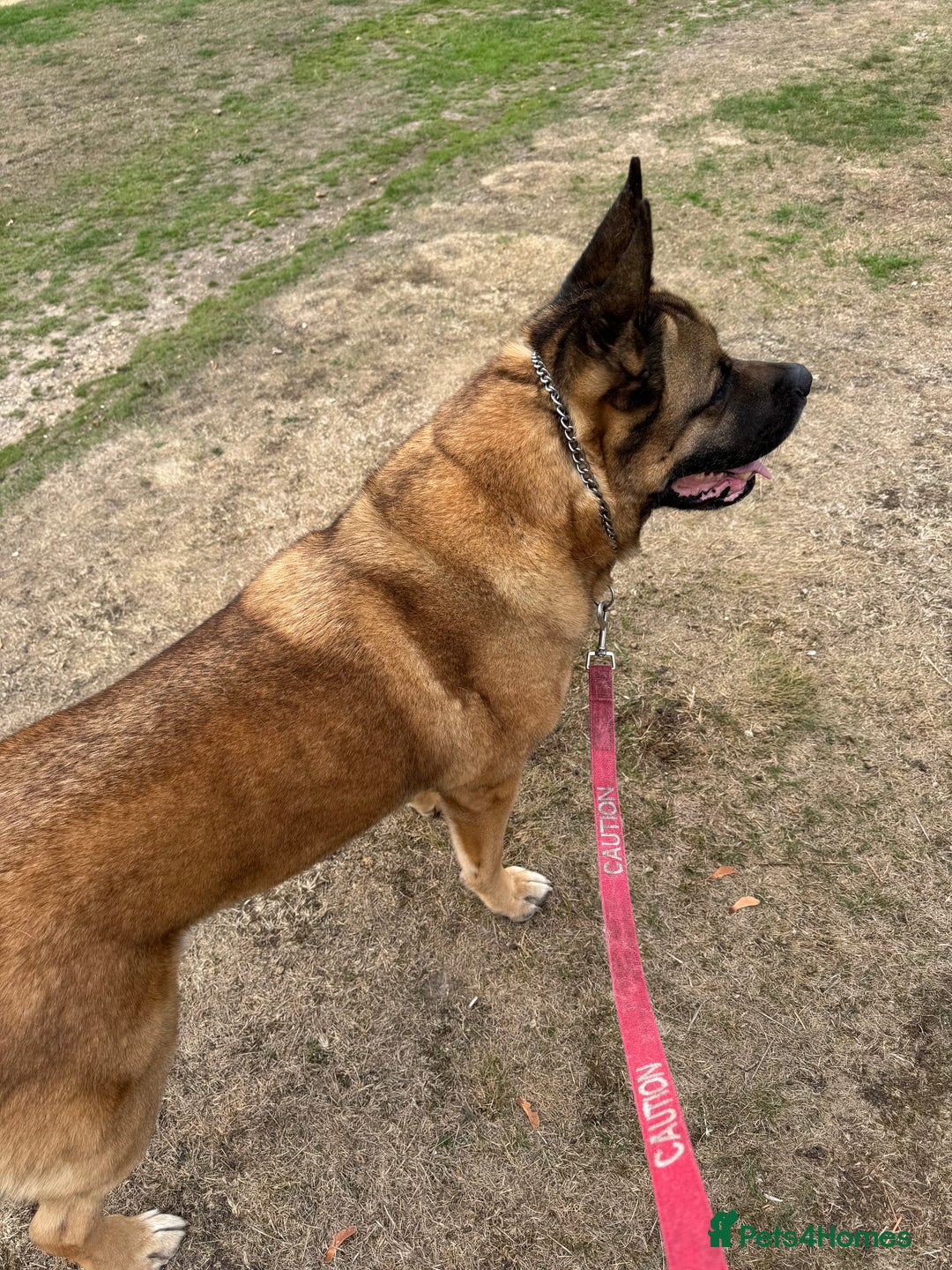 Mixed Breed dogs for sale: Stunning Male Akita/belgium Mali - Image 4