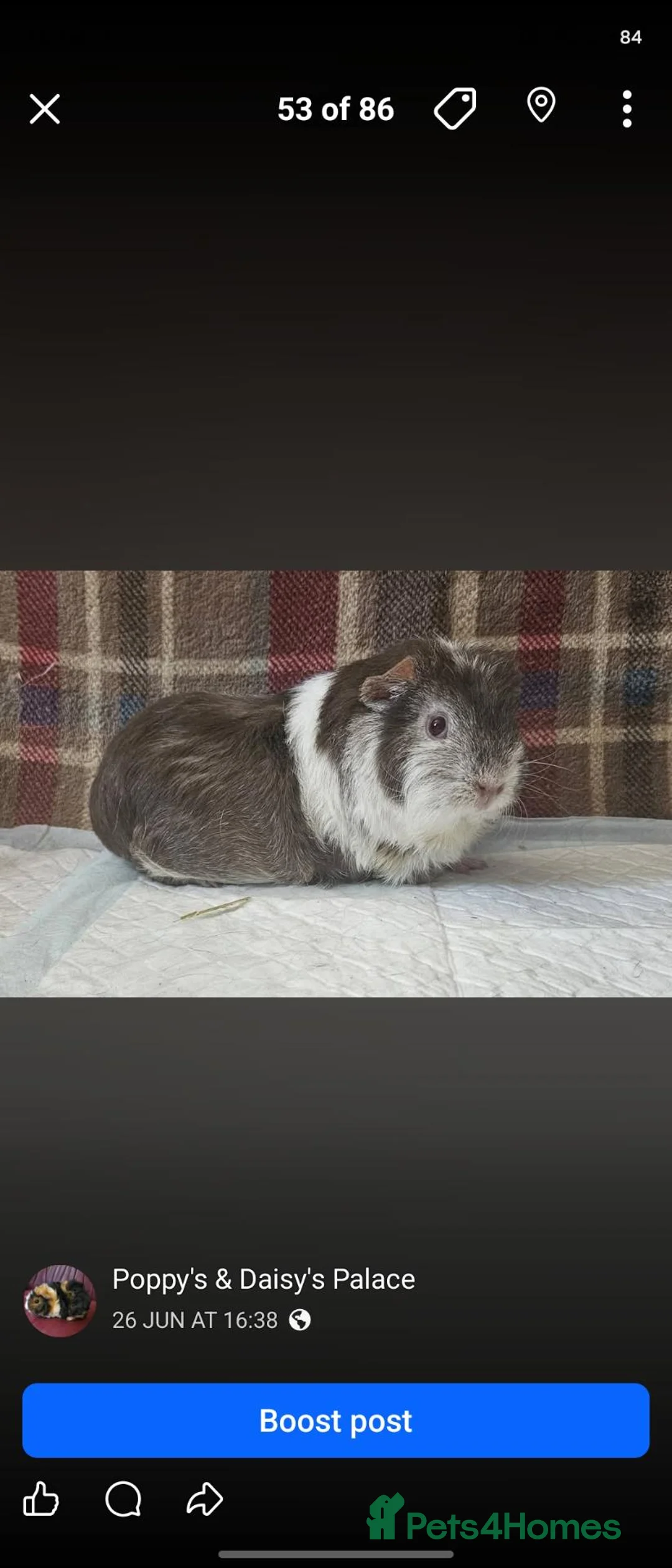 Guinea Pig rodents for sale: Beautiful chocolate and white  - Advert 2