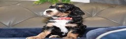 Cocker Spaniel dogs for sale: Kc Reg  Cocker Spaniel Puppies Health Tested - Advert 6