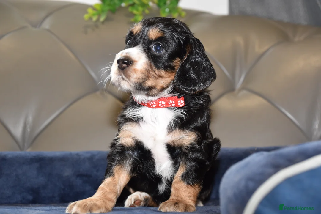 Cocker Spaniel dogs for sale: Kc Reg  Cocker Spaniel Puppies Health Tested - Advert 6