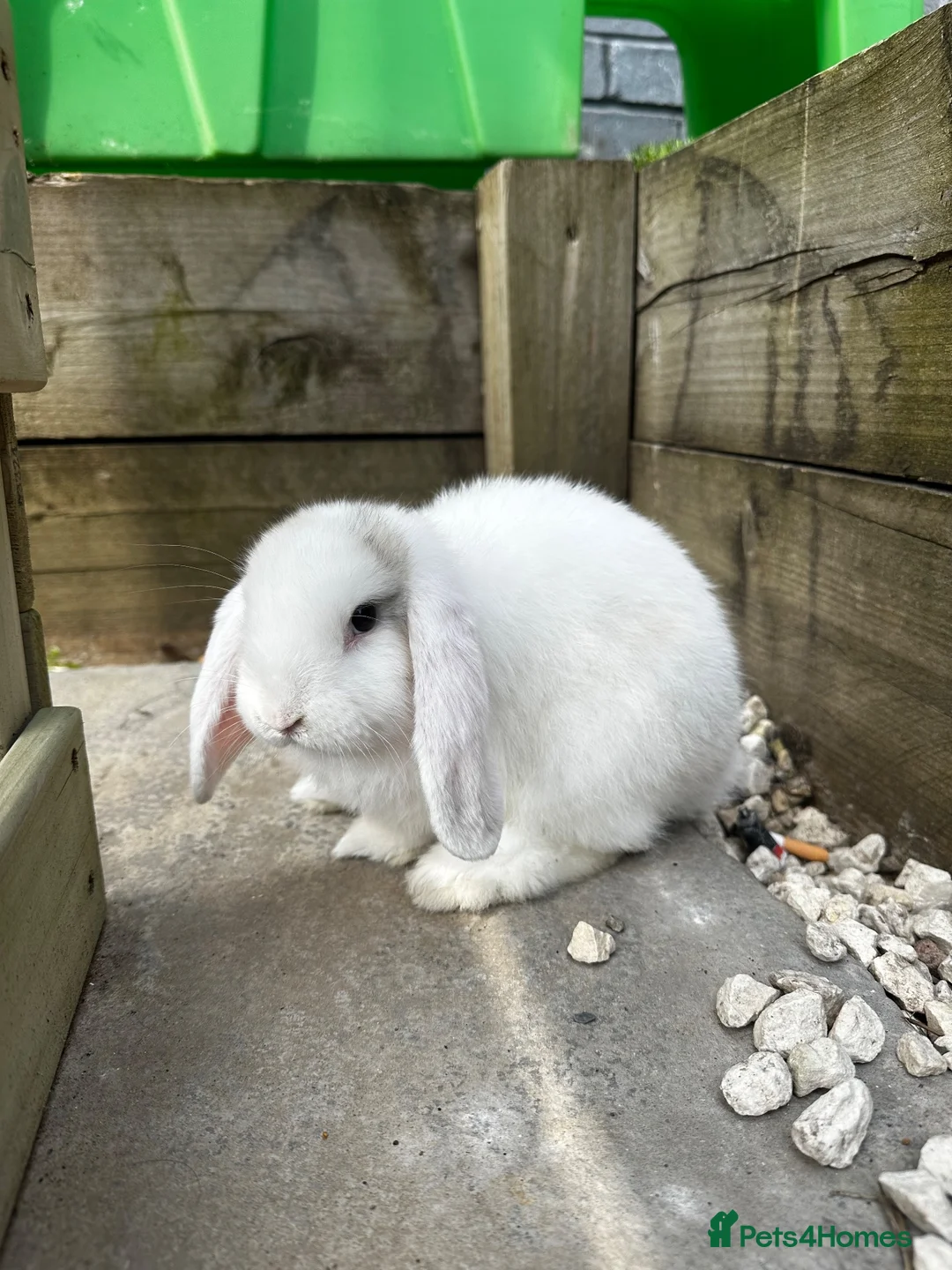 English Lop rabbits for sale: Two bonded rabbits  - Advert 2