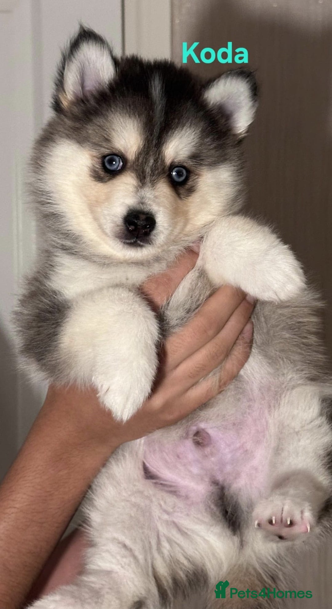 Pomsky dogs for sale: 3 Boys leftStunning Blue eyed F4 Pomsky pups - Advert 36