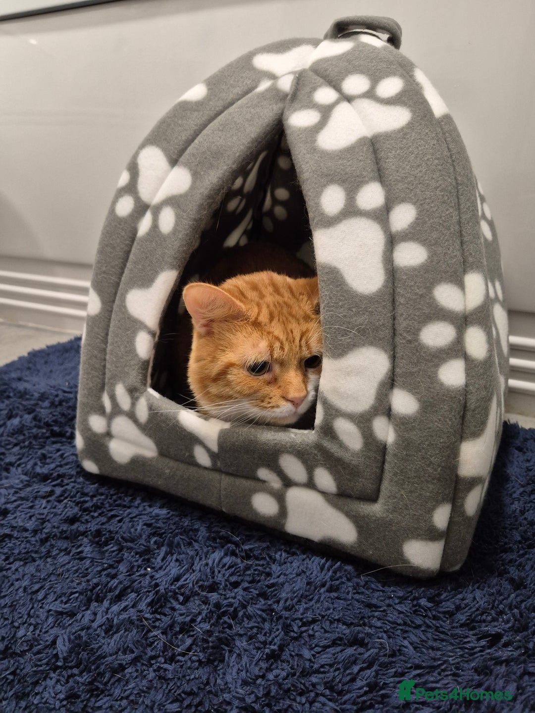 Mixed Breed cats for sale: Loving Ginger male  - Advert 3