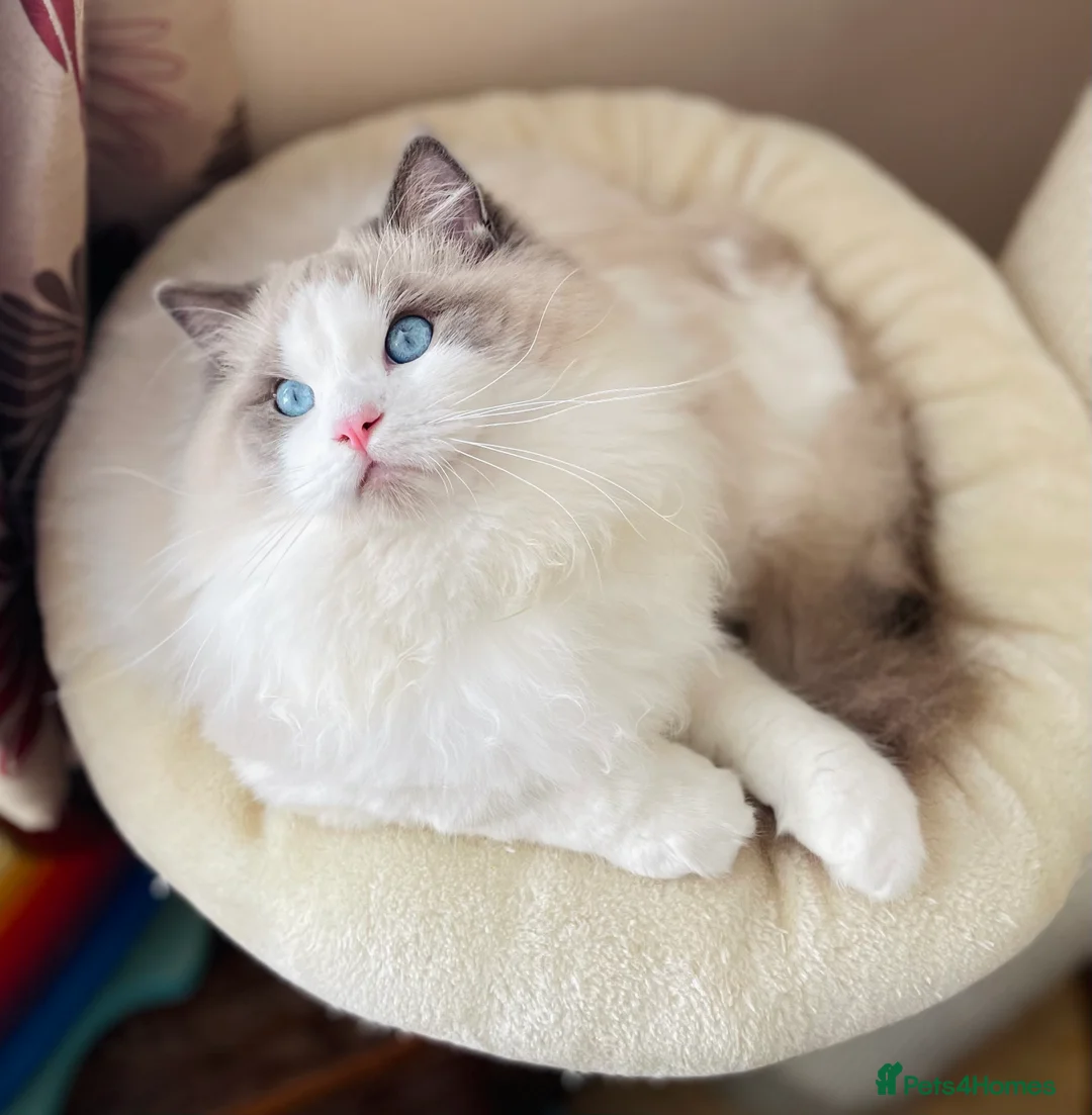 Ragdoll cats for stud: GCCF and TICA registered stud in Feltham - Advert 11