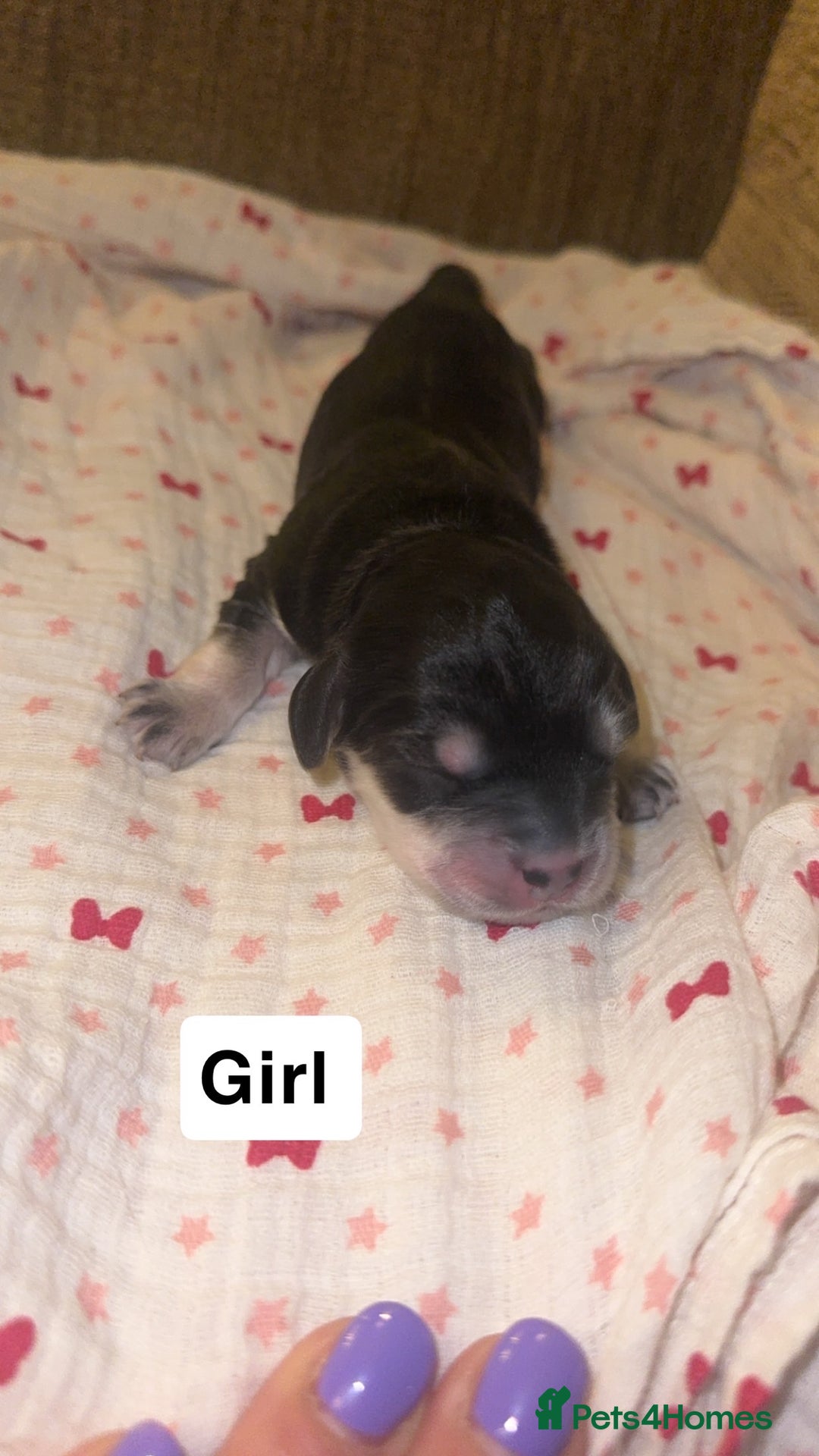 Mixed Breed dogs for sale: Stunning litter of Australian labradoodles  - Image 11