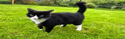 Mixed Breed cats for sale: Adorable Kittens Looking for Their Forever Homes!  - Advert 5