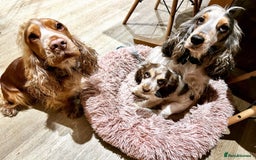 Cocker Spaniel dogs for sale: KC Show Cocker Spaniels  - Image 2