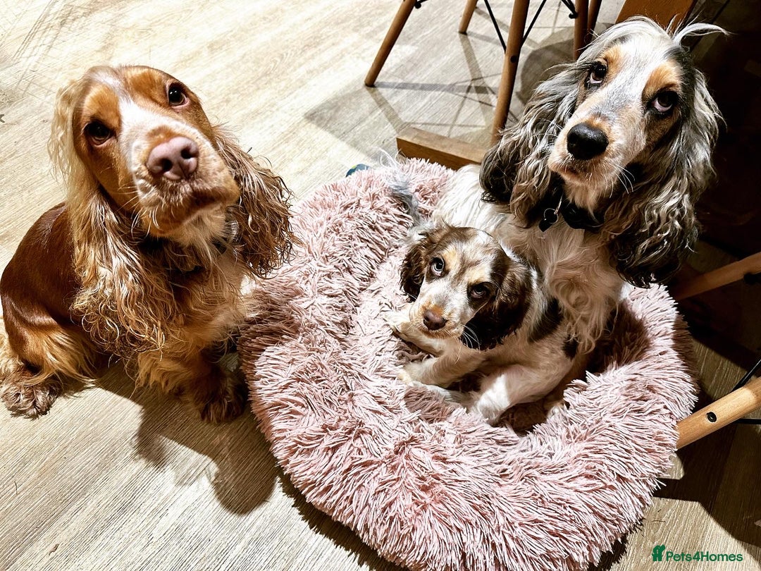 Cocker Spaniel dogs for sale: KC Show Cocker Spaniels  - Image 2