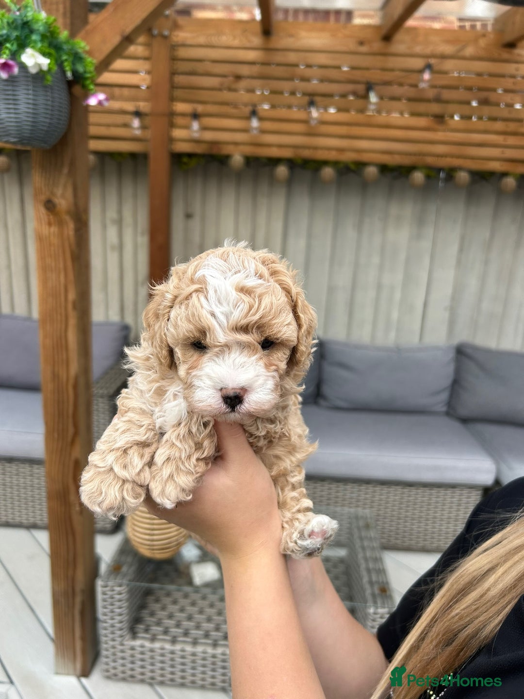 Cavapoochon dogs for sale: 5* Gorgeous F1b Cavapoochons - Image 15