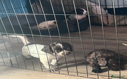 Sprocker dogs for sale: Sprocker puppies - Image 8