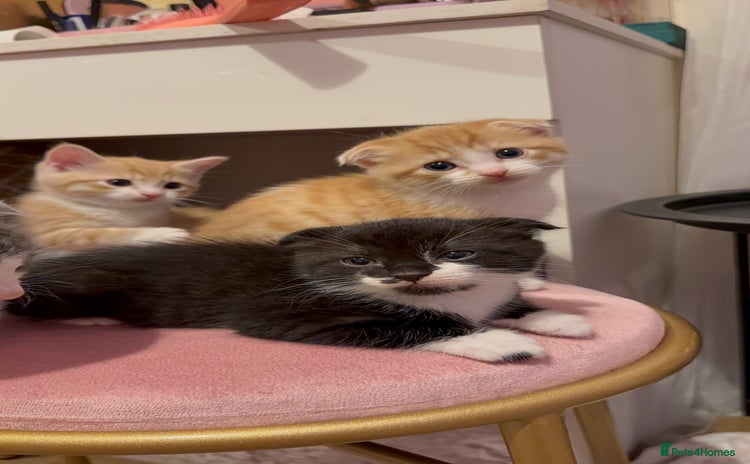 Scottish Fold cats - Advert 1