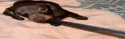 Miniature Dachshund dogs for sale: 3 Miniature Dachshund Puppies  - Advert 7