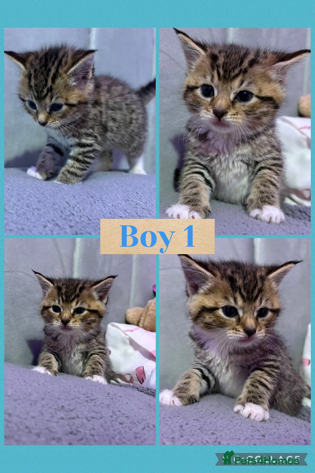 Mixed Breed cats for sale: 5 Stunning Tabby Kittens For Sale - Advert 4