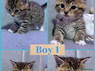 Mixed Breed cats 5 Stunning Tabby Kittens For Sale - Advert 1